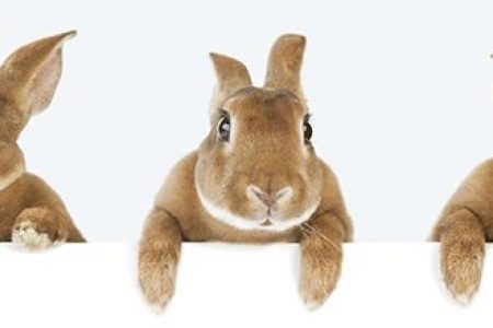 Food for Anthropologists: Hare or Rabbit for Christmas?